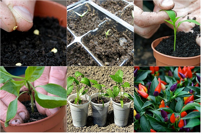 cách chăm sóc cây ớt cảnh | Blog Cây Cảnh