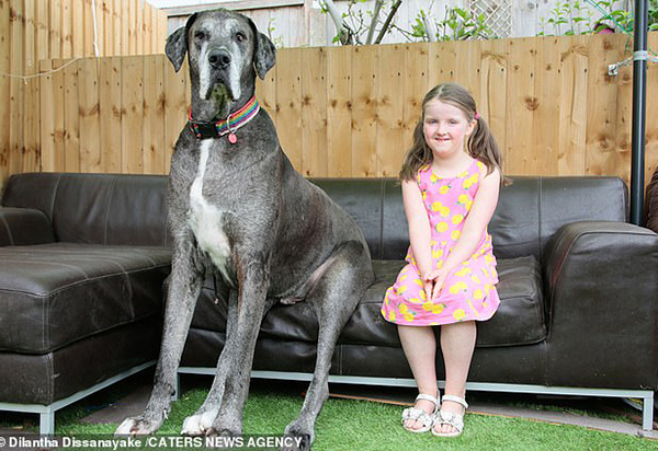 Chú chó cao nhất thế giới.