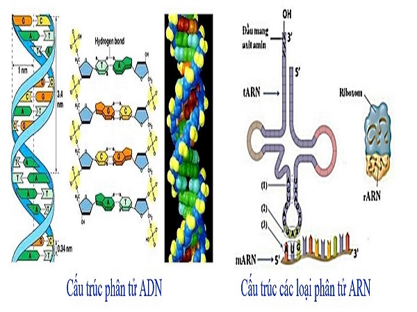 voh.com.vn-axit-nucleic-1