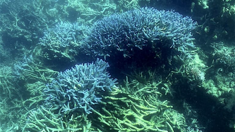 Rạn san hô Great Barrier của Úc, rạn san hô lớn nhất thế giới 